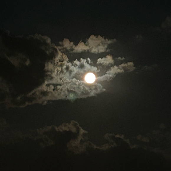 “LIVE SHOW/LIVE 🚨🌻🚨🌻🚨🌻🚨 - Picture 5 of 8